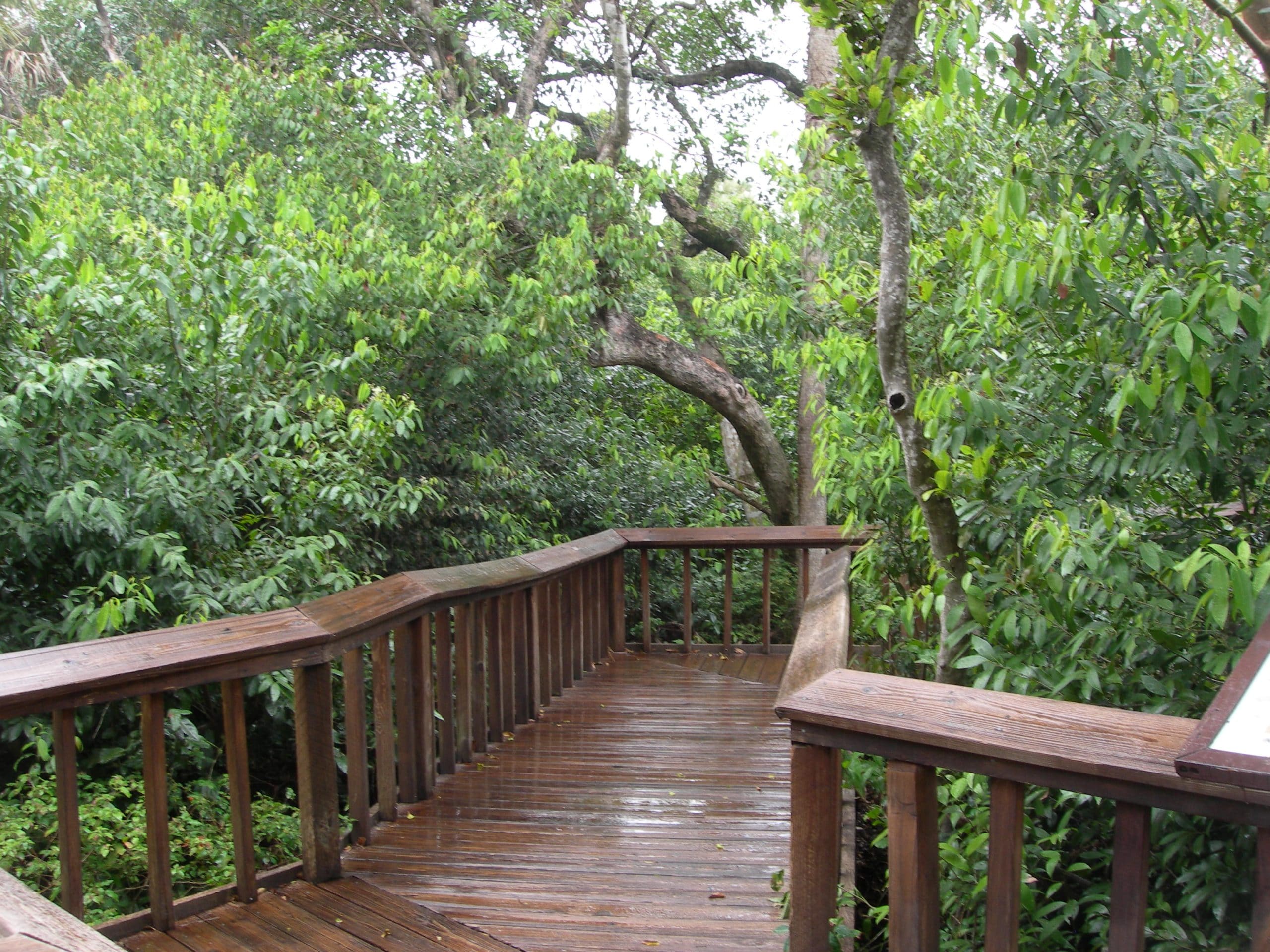 plank trail at the Gumbo Limbo Nature Center
