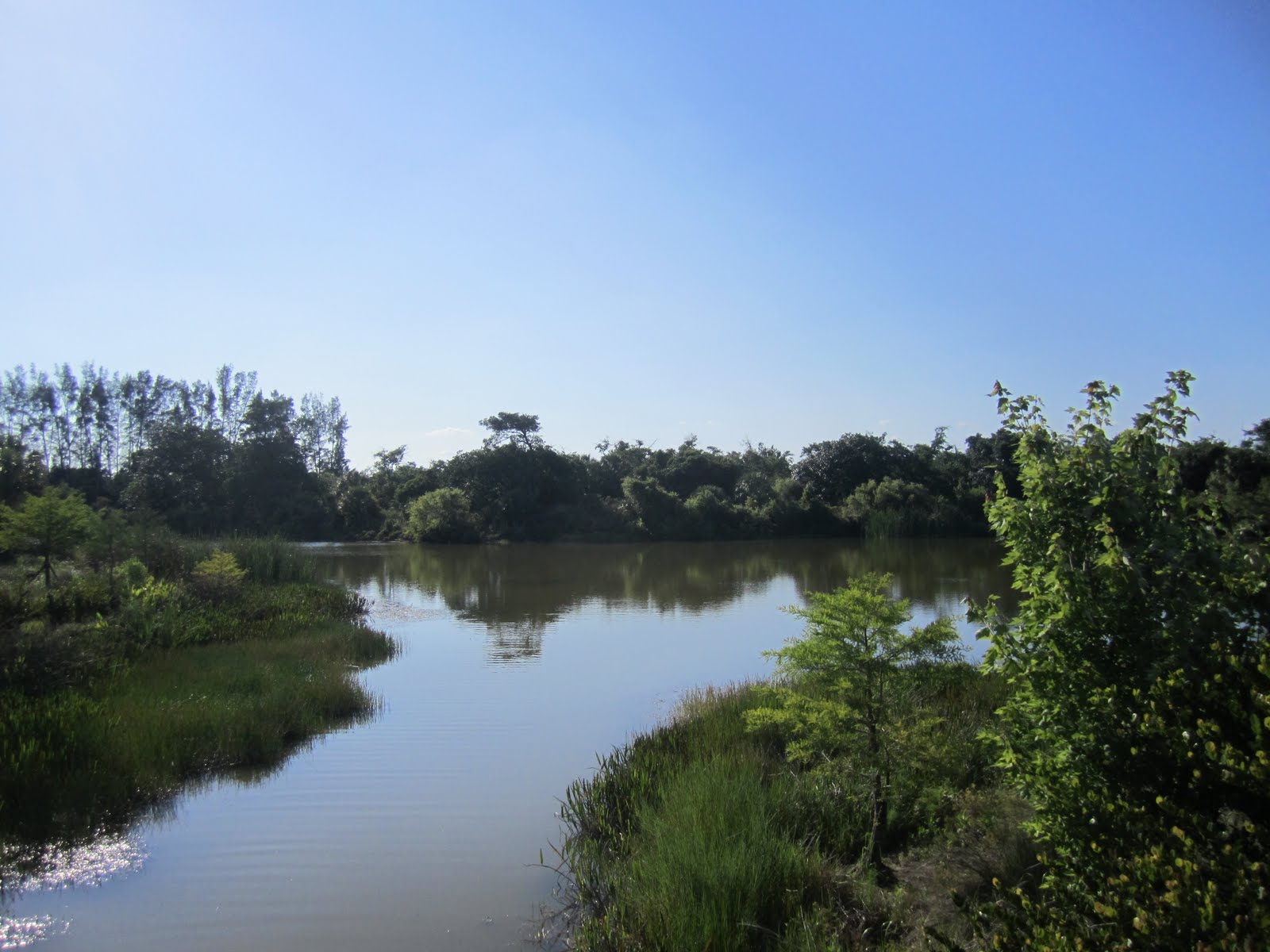 swampland at Daggerwing Nature Center