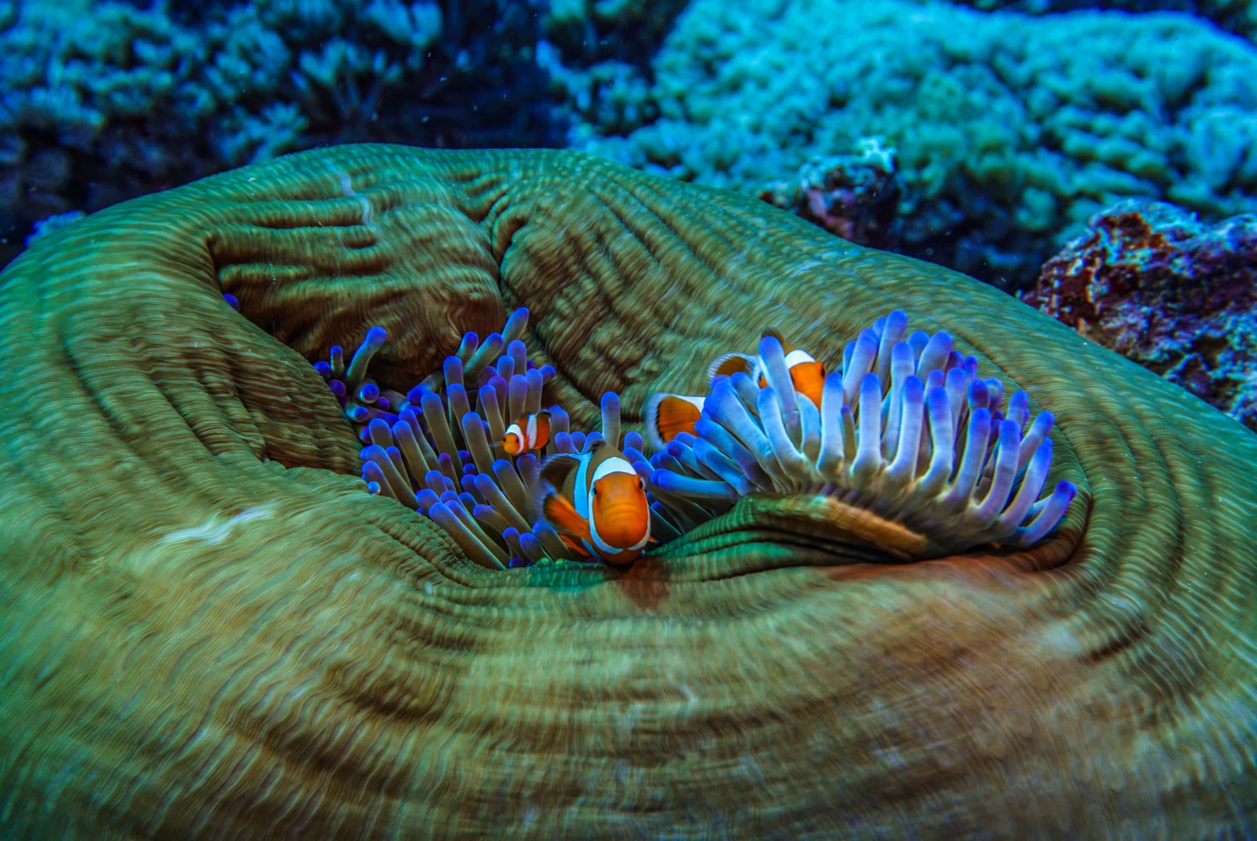 beautiful fish at Red Reef Park