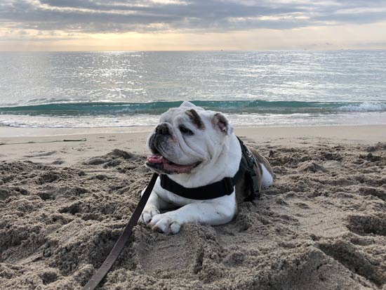 Dog friendly beach at Spanish River Park